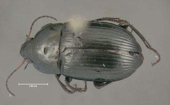 Media type: image;   Entomology 614415 Aspect: habitus dorsal view